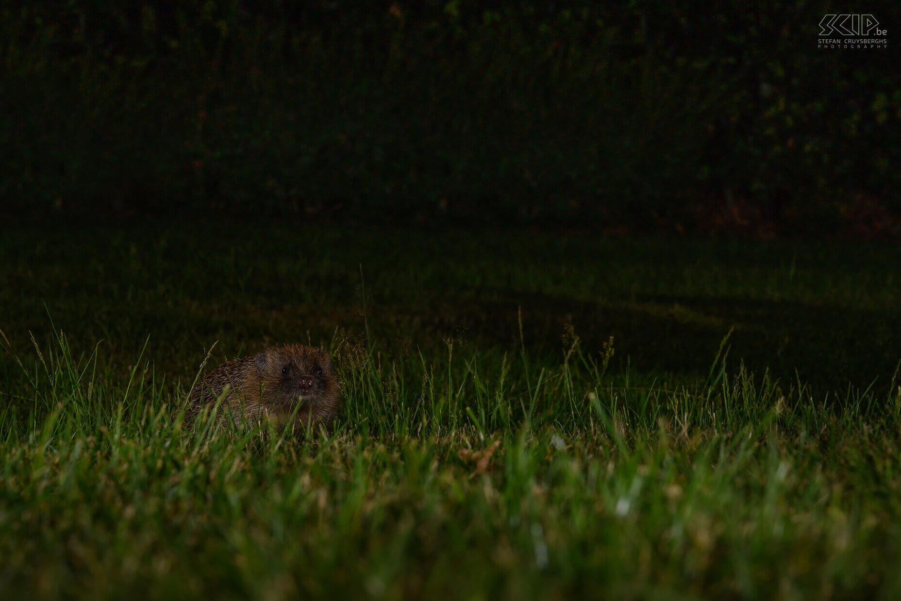 Nocturnal animals in our garden - Hedgehog The hedgehog is a nocturnal animal and visits our garden almost daily. It is an insectivore with a length of 20-30cm and its spines can be up to 2.5cm long. They mainly eat snails, earthworms, beetles, caterpillars, earwigs,… but amphibians and small rodents are also sometimes on the menu. They live solitary and hibernate from October-November. Stefan Cruysberghs